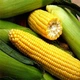 Семена кукурузы Спирит F1, Syngenta, 50 г. - изображение 4