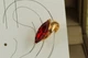 Серьги каффы Xuping Jewelry Красный маркиз на ушной хрящ 1,7 см золотистые - изображение 2