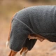 Одежда Noble Pet Hunter Grey - комбинезон для собак M (T4145/M) - изображение 4