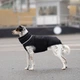 Одяг Noble Pet Bobby Black - пуховик для собак 7XL (B4141/7XL) - зображення 6
