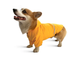 Одежда Noble Pet Moss Long Yellow - дождевик для такс и корги XL (M4108/XL-Long) - изображение 2