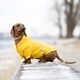 Одежда Noble Pet Moss Long Yellow - дождевик для такс и корги XL (M4108/XL-Long) - изображение 5