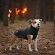 Одежда Noble Pet Softshell Ostin Navy Жилет для собак L (O4143/L) - изображение 5
