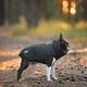 Одежда Noble Pet Softshell Ostin Navy Жилет для собак L (O4143/L) - изображение 11