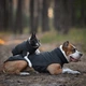 Одежда Noble Pet Softshell Ostin Navy Жилет для собак L (O4143/L) - изображение 13