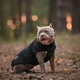 Одежда Noble Pet Softshell Ostin Navy Жилет для собак L (O4143/L) - изображение 14