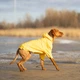 Одежда Noble Pet Moss Yellow - дождевик для собак XS (M4108/XS) - изображение 5