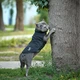 Одежда Noble Pet Softshell Ostin Navy Жилет для собак 6XL (O4143/6XL) - изображение 9