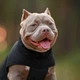 Одежда Noble Pet Softshell Ostin Navy Жилет для собак 6XL (O4143/6XL) - изображение 15