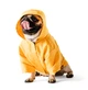 Одежда Noble Pet Moss Short Yellow - дождевик для мопсов и французских бульдогов XL (M4108/XL-Short) - изображение 2