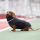 Одежда Noble Pet Bobby Black – пуховик для собак 6XL (B4141/6XL) - изображение 9