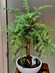 Араукарія Cunninghamii Бонсай, горщик 28", висота 50-70 см - зображення 2