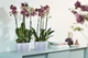 Горшик Elho brussels orchid duo 25х13,4 см прозорий - изображение 4