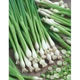 Семена Лука -батун GL Seeds Апрельский Многолетний 1г - изображение 2