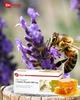Витаминно-минеральный комплекс Dr. Wolz Zell Oxygen® + маточное молочко 14 флаконов - изображение 5