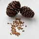 Секвойядендрон гигантский семена 0,2 гр. (прибл. 40 шт) (Sequoiadendron giganteum) мамонтово дерево веллингтония - изображение 6