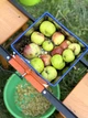 Ручная корморезка дробилка винограда Коза-Нова мини усовершенствованная нерж. сталь для корнеплодов, овощей и фруктов (100 кг/час) - изображение 8