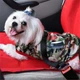 Ремінь-повідець для тварин в авто DogCarBelt, чорний - зображення 2