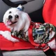 Ремінь безпеки для собак в авто DogCarBelt, червоний - зображення 2