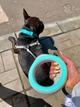 Повідець-рулетка WAUDOG R-leash для собак до 40 кг світловідбивна стрічка салатовий - зображення 10