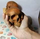 Силиконовая форма 3d "Череп" для свечи, мыла, эпоксидной смолы, гипса, бетона - изображение 9