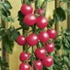 Насіння томату GL SEEDS Шалун 0.1 г (4823096907048) - зображення 2