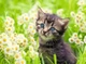 Puzzle Ravensburger Cats Foto 500 elementów (4005555003670) - obraz 2