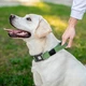 Нашийник для собак з ручкою бавовняна тасьма CoLLaR Брезент, пластиковий фастекс, L, Ш 35 мм, Дов 53-69 см - изображение 2