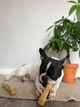 HealthyDoggo Coffee Stick Кавова палиця для собак S - изображение 2