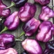 Семена Перец острый Pimenta Lisa, Capsicum chinense 5 шт/уп - изображение 3
