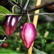Семена Перец острый Pimenta Lisa, Capsicum chinense 5 шт/уп - изображение 7