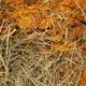 Низкокалорийный корм Vitapol СЕНО Vita Herbal 4403 с календулой для грызунов 800 г (5904479044037) - изображение 2