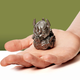 Фигурка Утка TUBBZ (Mini Edition) Властелина колец Саурон Lord of the Rings Sauron 4,5 см - изображение 2