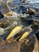 Воблер CONDOR FISHING Artful Crucian 70F 70мм 11г 0-1,0м #551 (4403070_70_551) - зображення 3