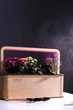 Розумний набір для вирощування рослин «Ecobloom», сад-город - зображення 11