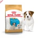 Сухой корм Royal Canin Jack Russell Terrier Puppy корм для щенков джек-рассел-терьера, 1.5 кг (21010151) - изображение 7