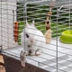 Клетка Ferplast Rabbit 100 для кроликов и морских свинок - изображение 5