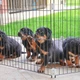 Отряд для собак и щенков Ferplast Dog Training можно использовать как перегородку - изображение 6