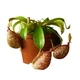 Рослина хижак Непентес Хукеріана AlienPlants - зображення 1