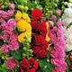 Насіння квітів Мальва Махрова суміш 0.2г - изображение 2