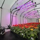 Фитолампа двойная светодиодная для роста растений и рассады на 2 головки с таймером LED фито лампа - изображение 7