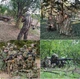 Костюм маскувальний Джунглі з листям (розмір XL-XXL) 180-195см Камуфляж - зображення 7