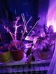 LED лампа HEVA для росту і цвітіння рослин з регульованим тримачем і довгим кабелем - зображення 8