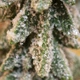 Статуетка "Ялинка" DH-ST-31 M GREEN - зображення 5