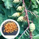 Метасеквойя семена 0,2 гр. (около 50 шт) (Metasequoia glyptostroboides) китайская глиптостробоидная - изображение 1