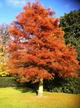 Метасеквойя семена 0,2 гр. (около 50 шт) (Metasequoia glyptostroboides) китайская глиптостробоидная - изображение 5