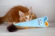 Іграшка для котів Кролик блакитний з шарудінням GiGwi ROOKIE HUNTER, текстиль, папір, 38 см - зображення 4