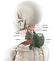 Масажер для шеи з ручками Shoulder and Neck Massager FZ-831 Зеленый (1011117-Green) - изображение 4