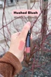 Суперзволожувальна помада для губ Mary Kay 3.2 г Ніжний рум'янець - изображение 2