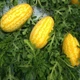 Арбуз Жако F1 Azia Seed 5 шт (zip-paket) - изображение 5